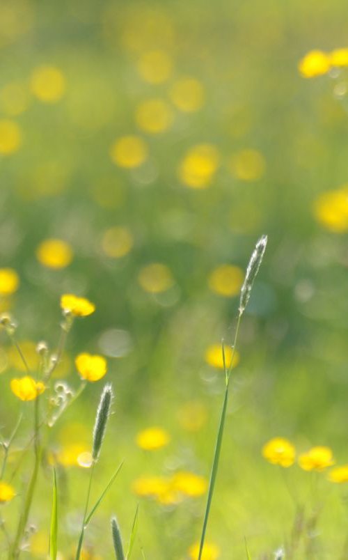 Buttercup Meadow by Natural Light Creations