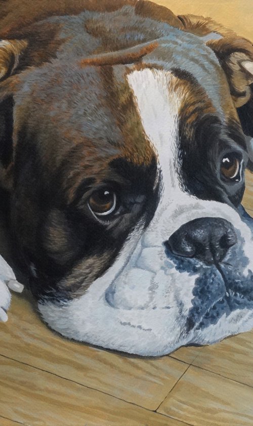 Boxer dog #1 by Julian Wheat