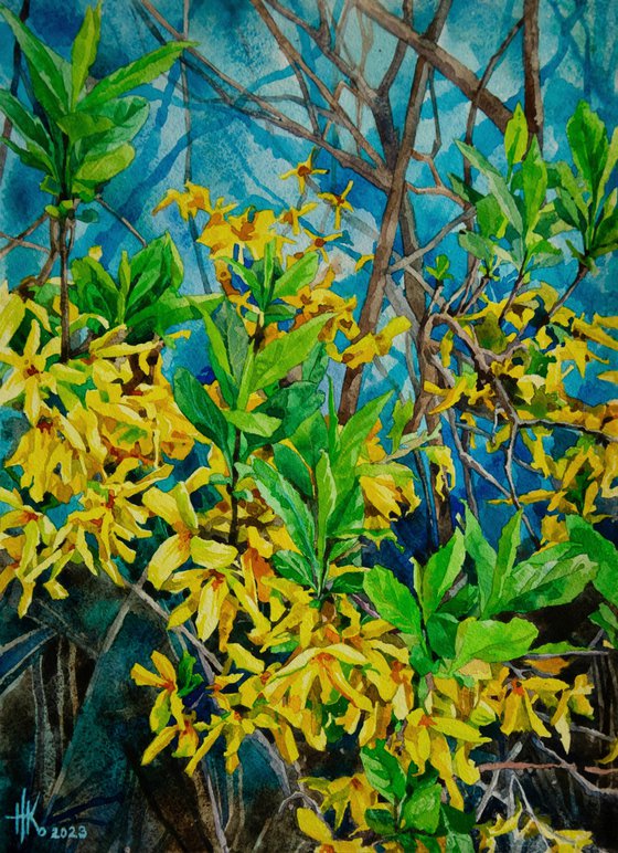 Forsythia. Early Spring Blooms
