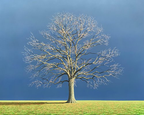 Oak Tree by Nigel Wood