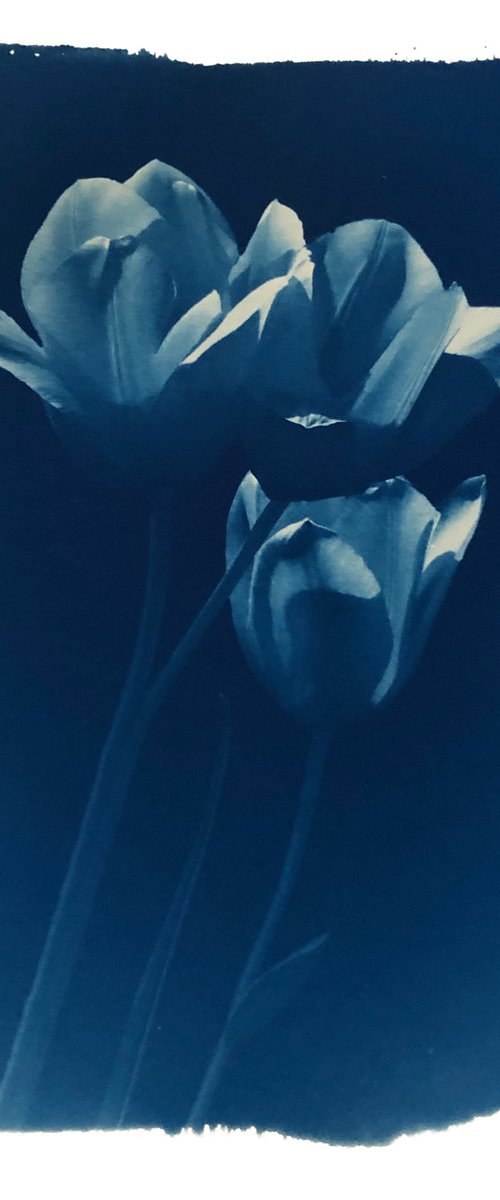 Tulips (cyanotype) by Ellie Dunlop