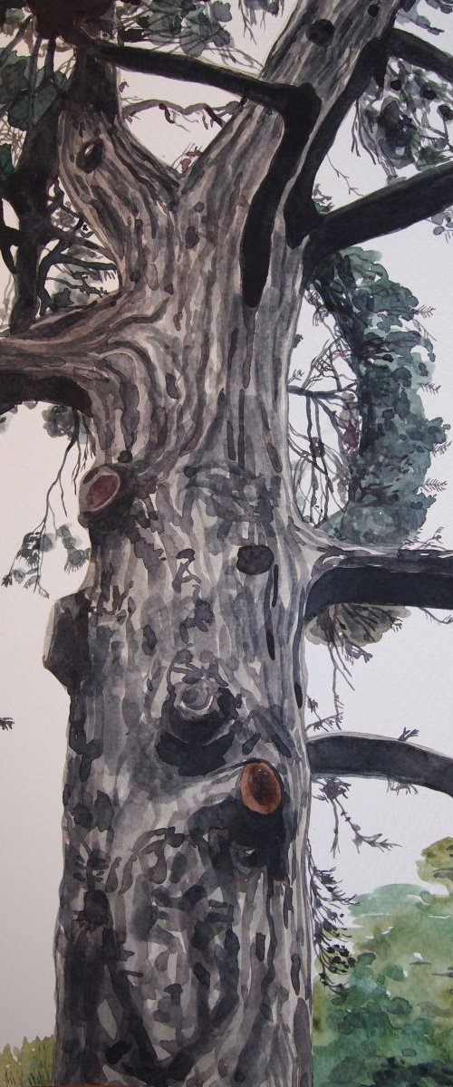 Tree Study by Kitty  Cooper