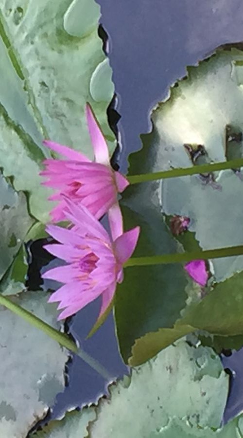 Water lilies by Alison Maloney