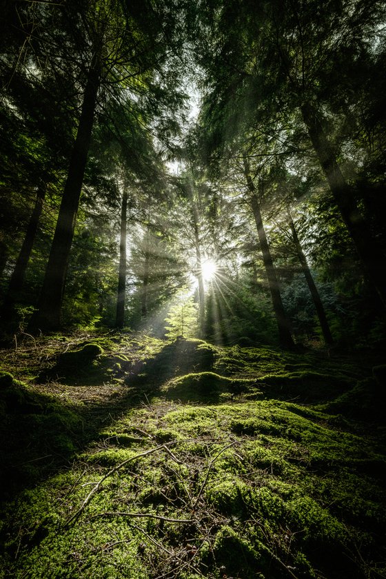 Sunburst through Mossy wood