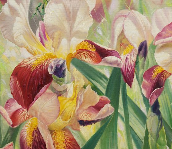 Irises