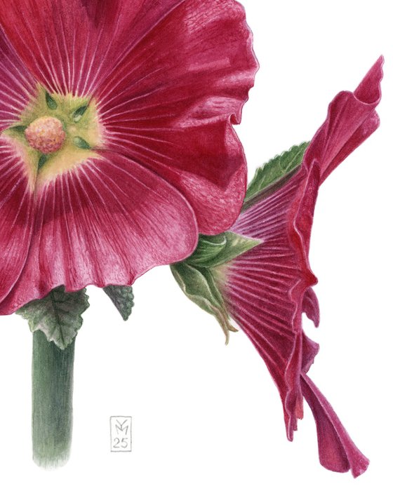 Malva