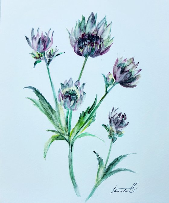 Astrantia maxima