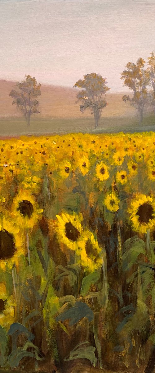Evening Sunflower fields by Shelly Du