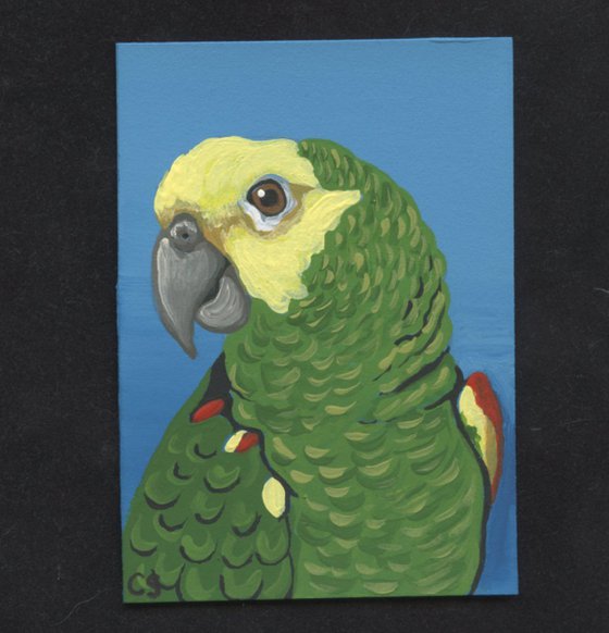 ACEO ATC Original Miniature Painting Double Yellow Head Amazon Parrot Pet Bird Wildlife Art-Carla Smale