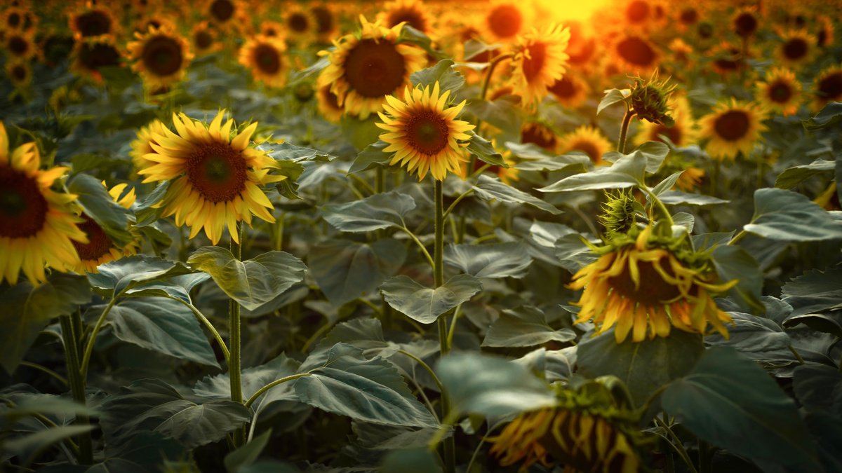 Impressionistic Photograph , Golden Silence Ii – Field Of Warmth By Vlad Durniev, 31 X 18, Artwork For Sale On Artfinder