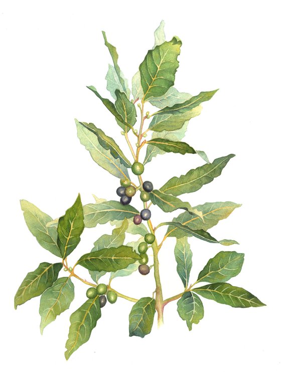 Laurel noble botanical watercolor - Laurus nobilis