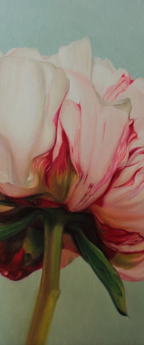 peony on a blue-green background by Julia Diven