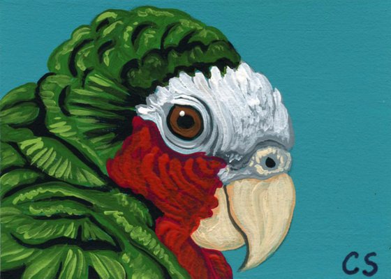 ACEO ATC Original Miniature Painting Cuban Amazon Parrot Pet Bird Art-Carla Smale