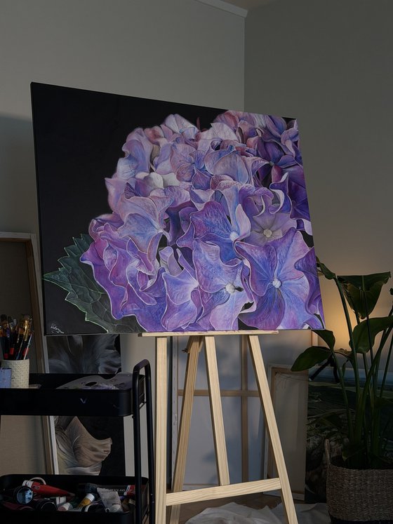 Hydrangea Nocturne