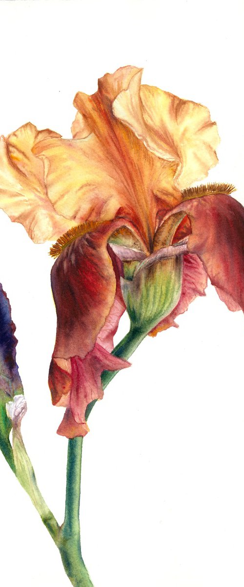 The Conversation of Buds by Maryna Boiko