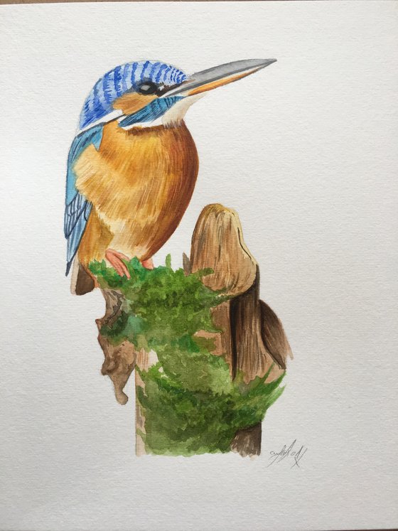 Kingfisher