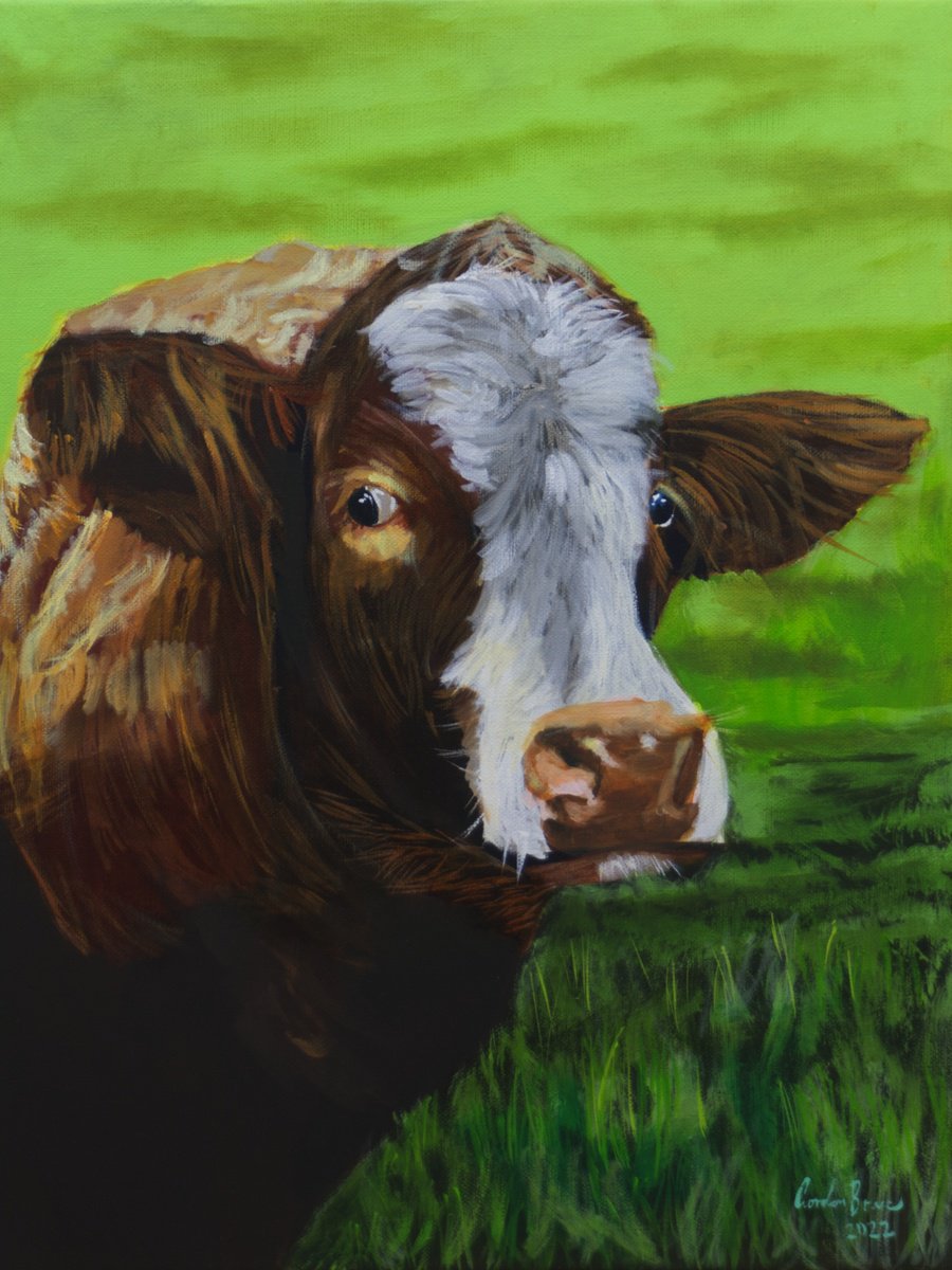Cow face by Gordon Bruce