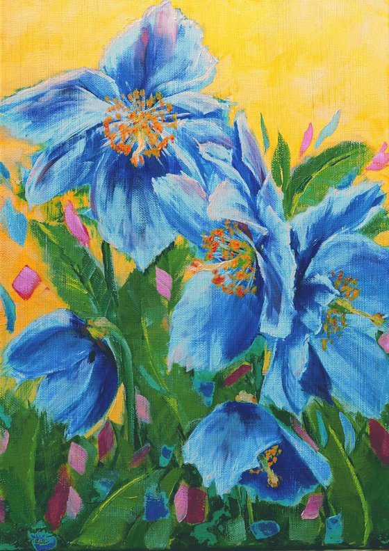 Blue Himalayan Poppies