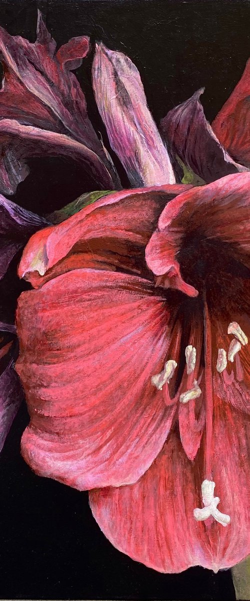 red amaryllis on a dark background by Sofia Moklyak