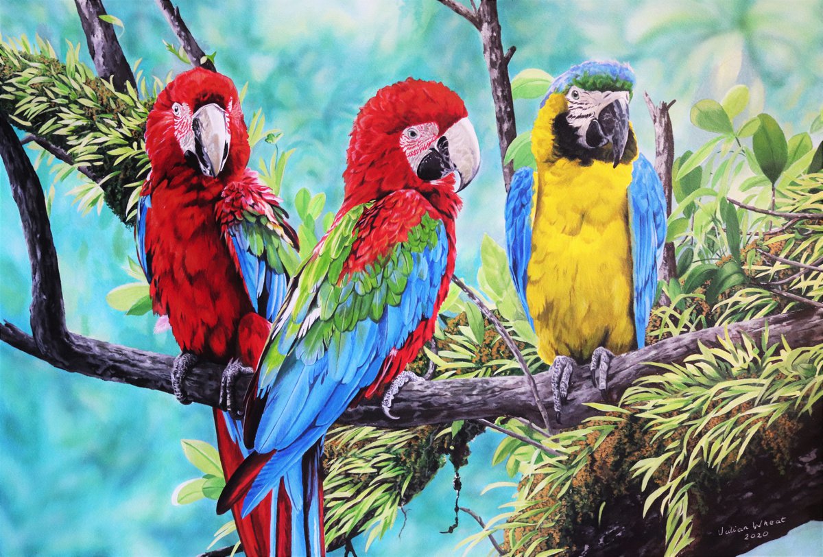 Green winged Macaws and Blue and Yellow Macaw by Julian Wheat