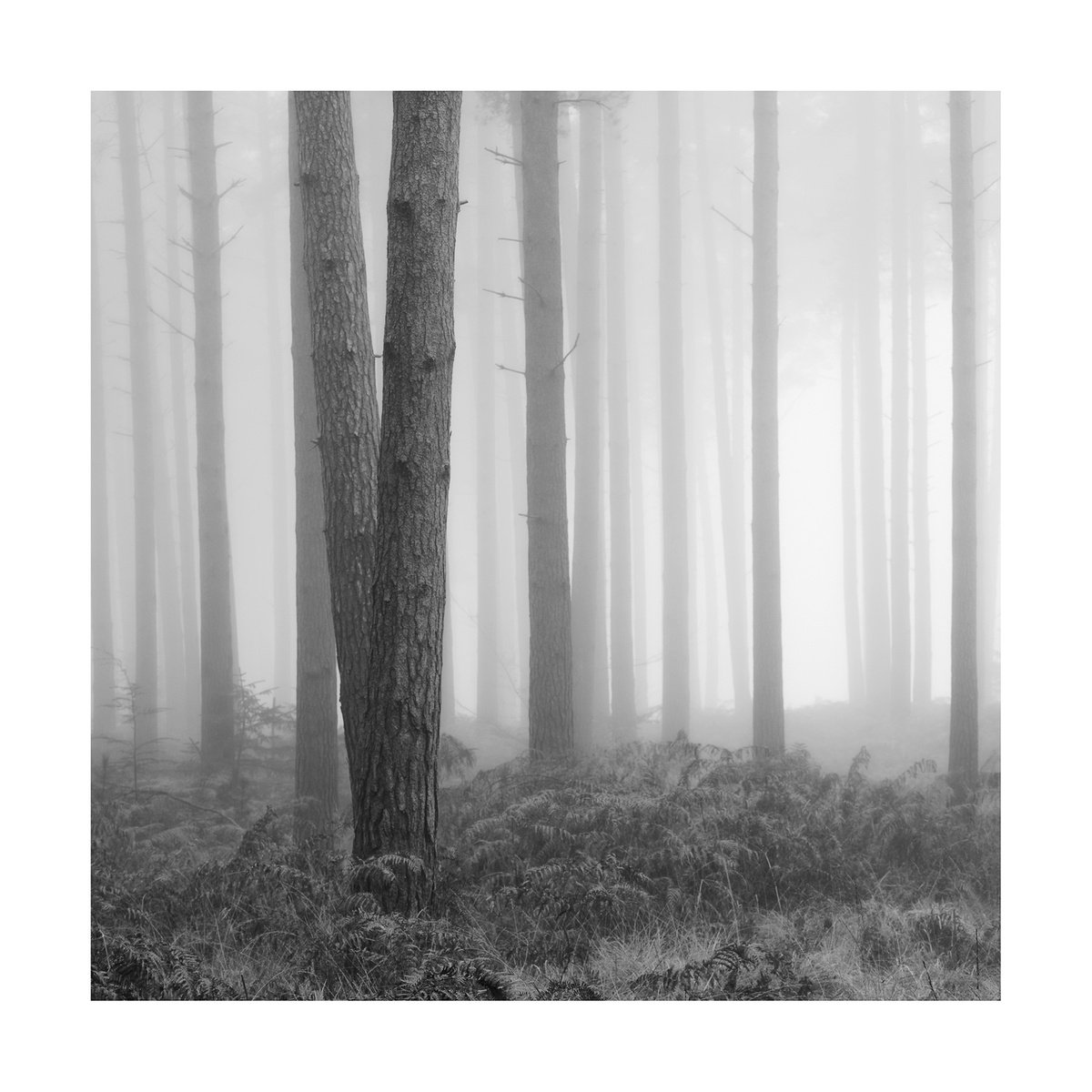 New Forest 2011-XIII by David Baker