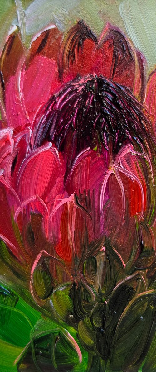 Protea flower by Nataly Derevyanko