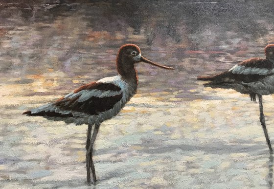 Evening - American Avocets