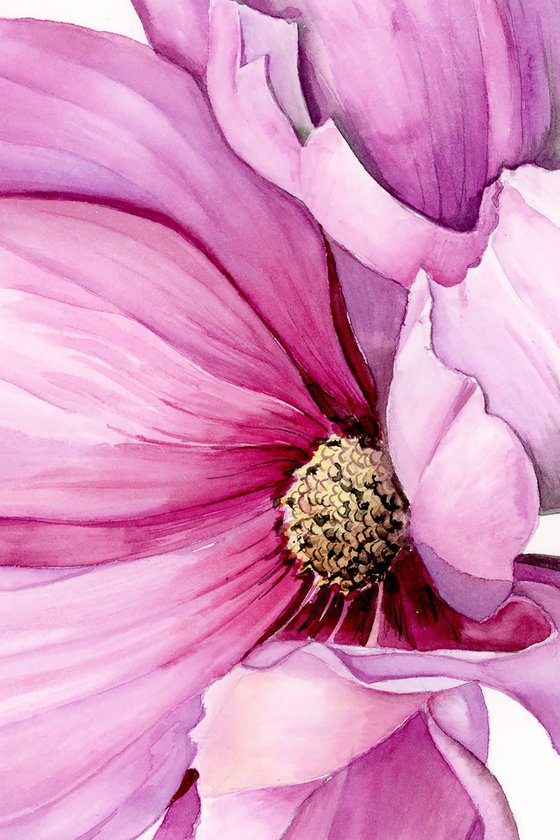 Pink Cosmos Flower