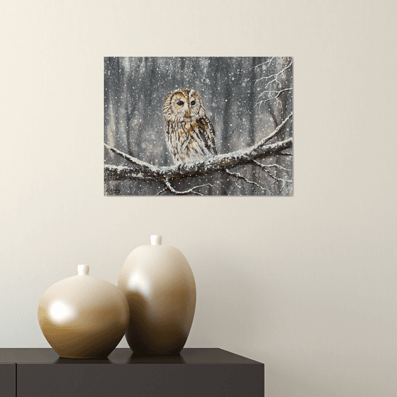 Winter scene, Tawny Owl
