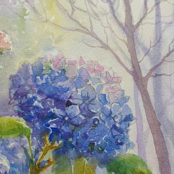 Blue Hydrangeas flowers