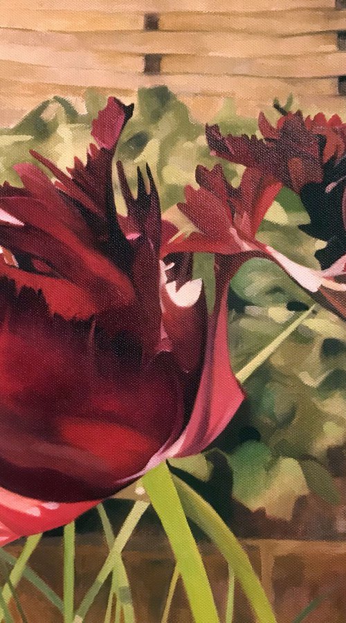 Parrot Tulips by Andrew Lander
