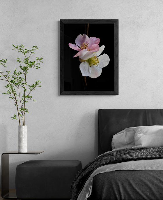 Pink and White Quince Blossoms