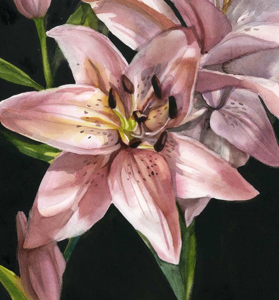 pink lilies