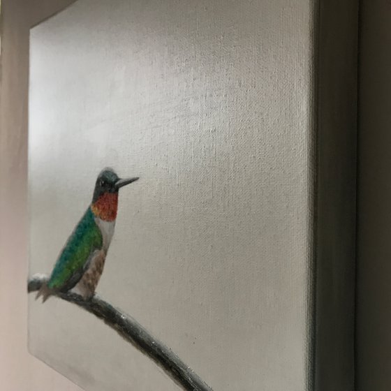 Ruby-throated Hummingbird ~ on silver
