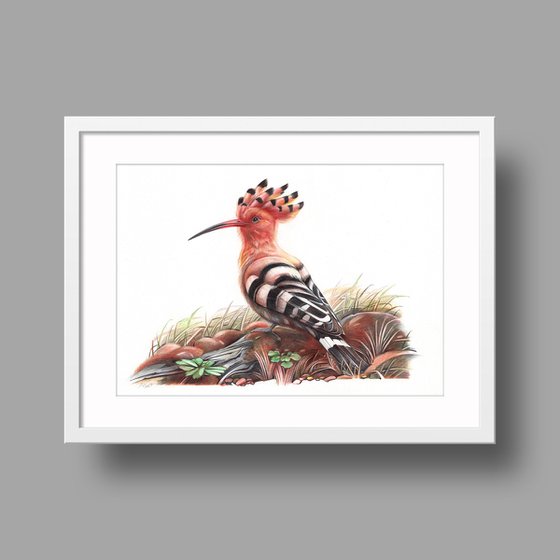 Eurasian Hoopoe