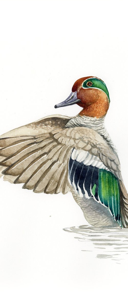 Eurasian teal by Karolina Kijak