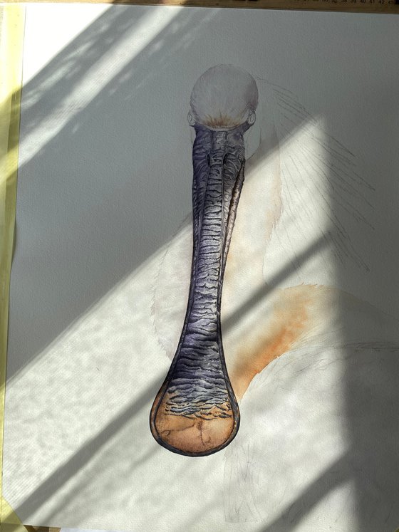 White Spoonbill Portrait