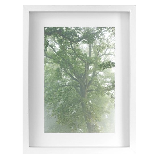 Old Oak in Fog