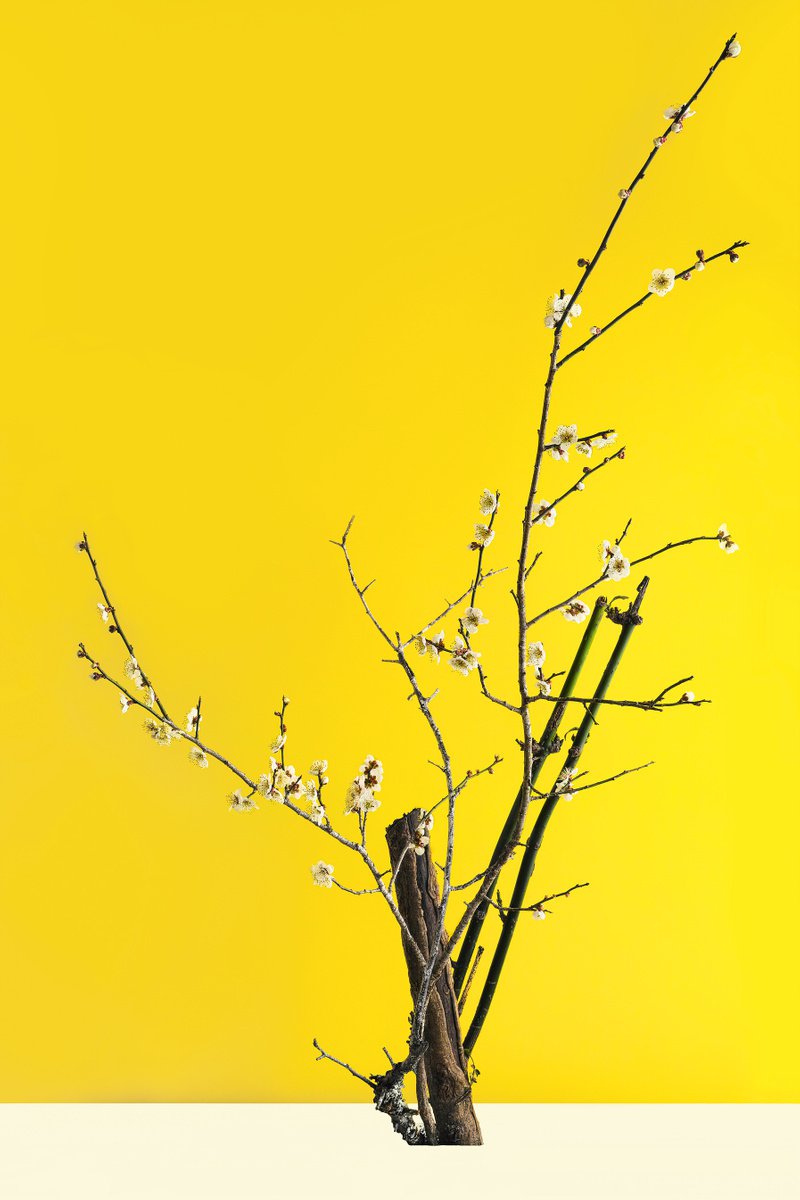 PALETTE#003-Plum trees, Aucuba- by Keiichiro Muramatsu