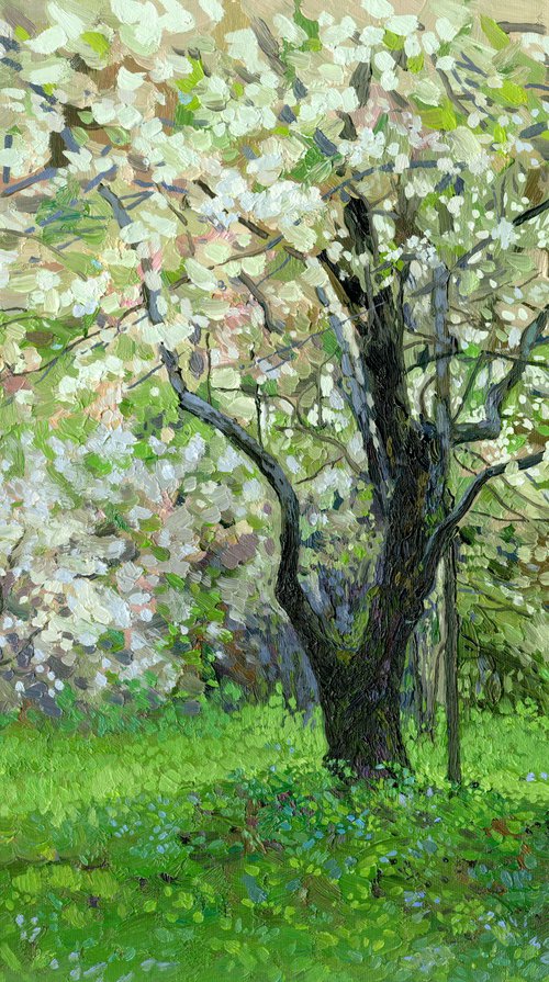 Apple blossom. Kolomenskoyoe gardens by Simon Kozhin