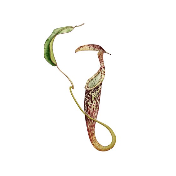 Nepenthes