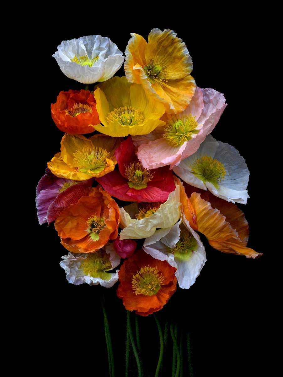 Photorealistic Botanical Photograph By Nadia Culph, 24 X 31", Poppies Posy, Original Artwork
