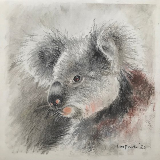 Charcoal Koala #02