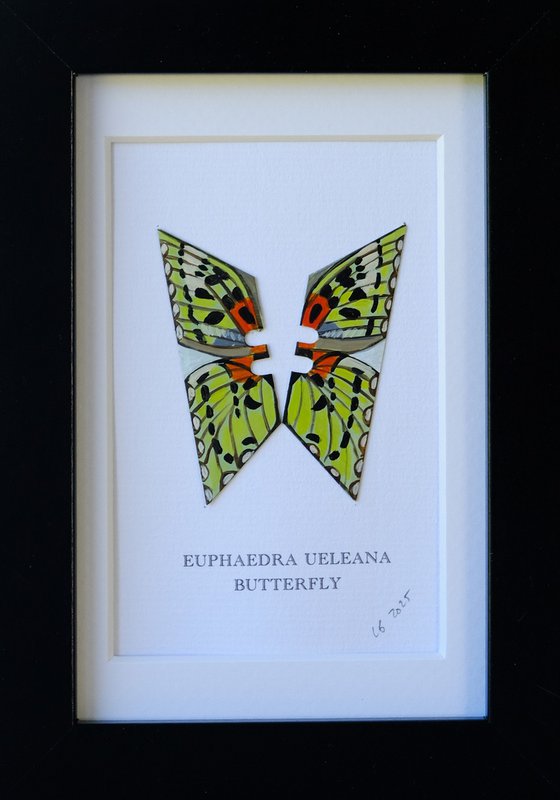 Euphaedra Ueleana butterfly