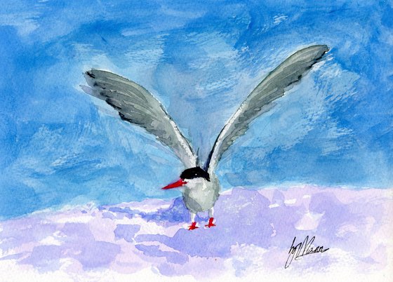 Arctic Tern in the Snow