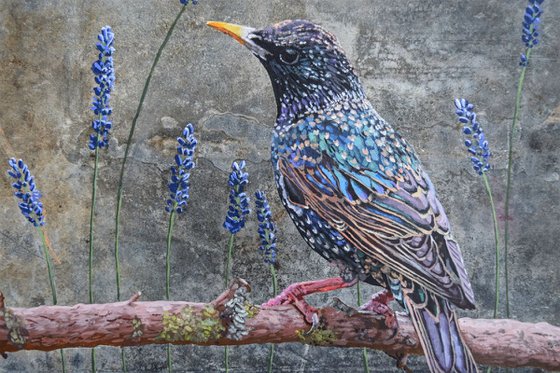 Starling in the Lavender - Birds on Slate Series