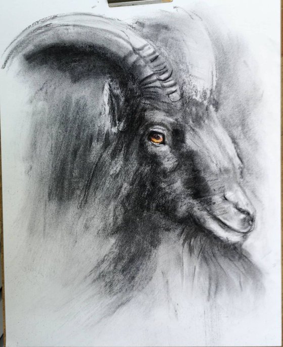 Goat portrait - Charcoal drawing