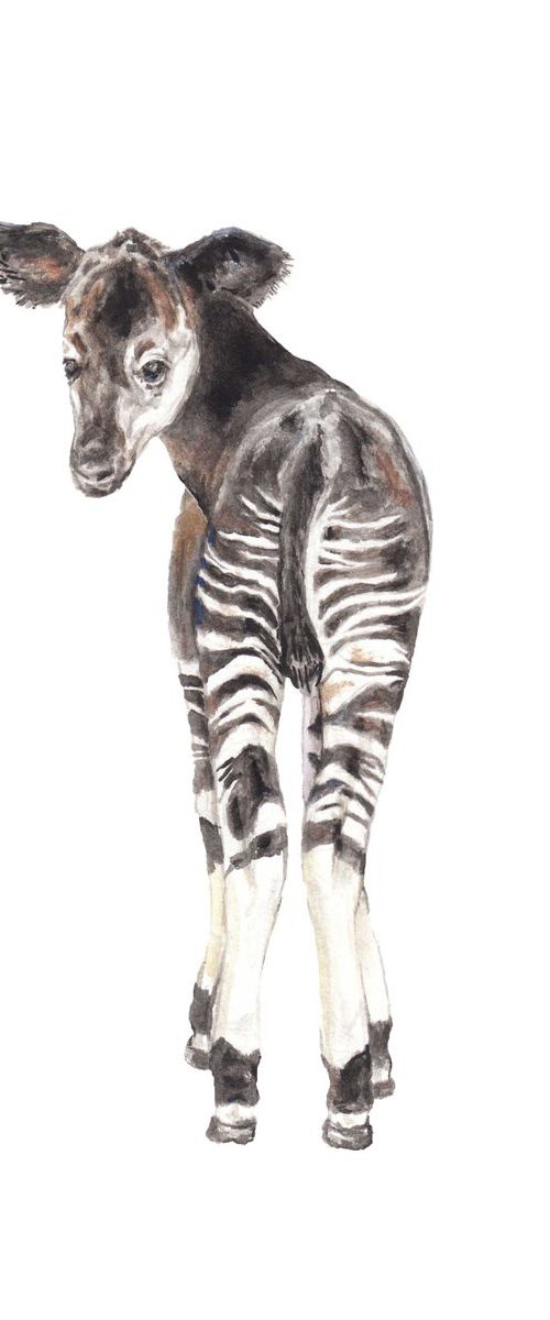 Baby Okapi Safari Animal Original Watercolor by Lauren Rogoff