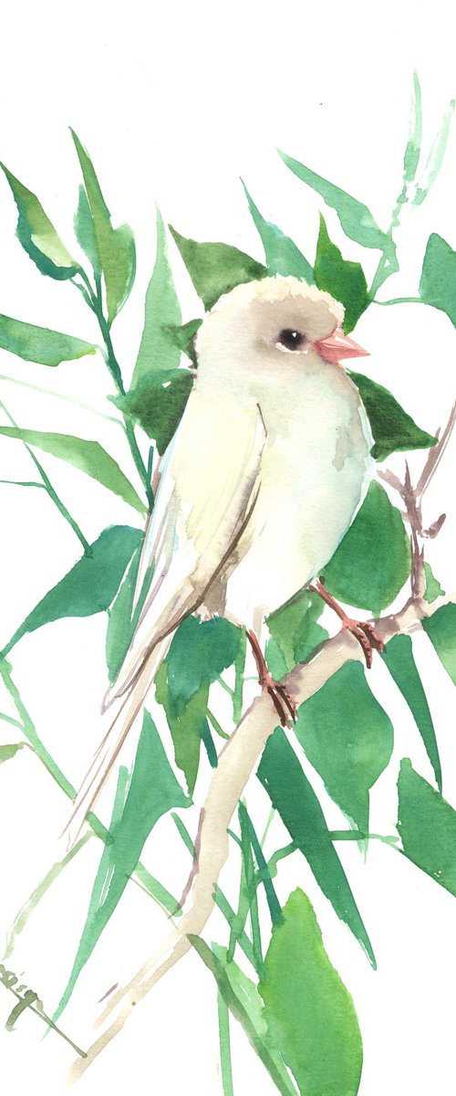 white Canary Bird  Watercolor Bird painting by Suren Nersisyan