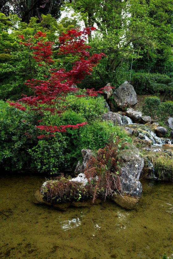 The Ancient One — Rome Botanical Garden